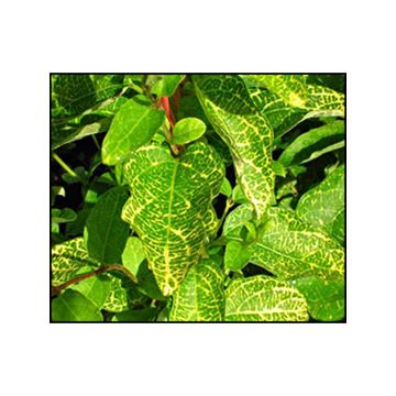 Japaninköynnöskuusama Aureoreticulata