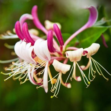 Japaninköynnöskuusama Sinensis