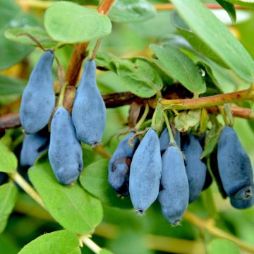 Makeasinikuusama (hunajamarja) Regina