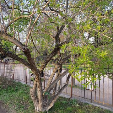 Koreankuusama - Lonicera maackii