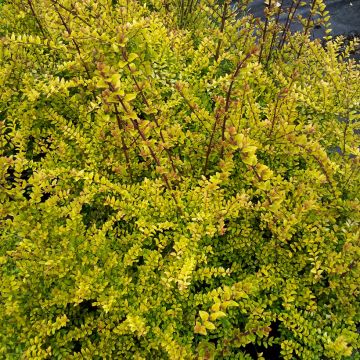 Myrttikuusama Baggesen's Gold