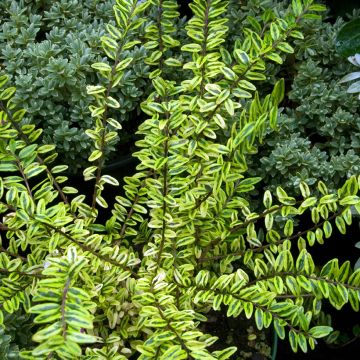 Myrttikuusama Lemon Beauty