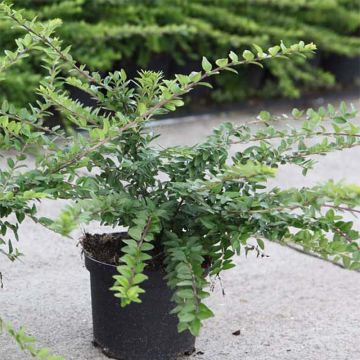 Myrttikuusama Maigrün