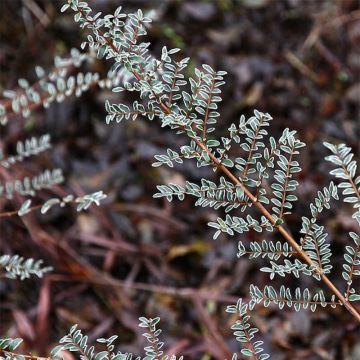 Myrttikuusama Silver Beauty