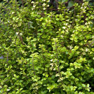 Myrttikuusama Twiggy