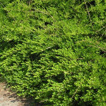 Varpukuusama - Lonicera pileata
