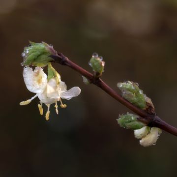 Talvikuusama Winter Beauty