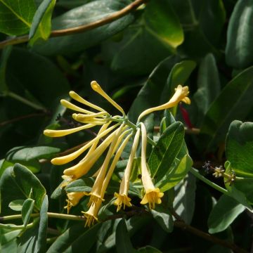 Myrttikuusama John Clayton