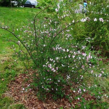 Myrttikuusama - Lonicera syringantha