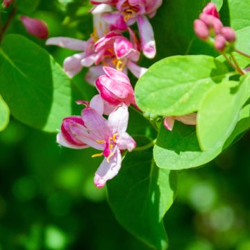 Rusokuusama Rosea