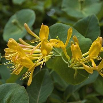 Kultaköynnöskuusama - Lonicera x tellmaniana