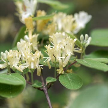 Lehtokuusama - Lonicera xylosteum