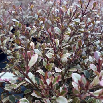 Lophomyrtus ralphii Golden dragon