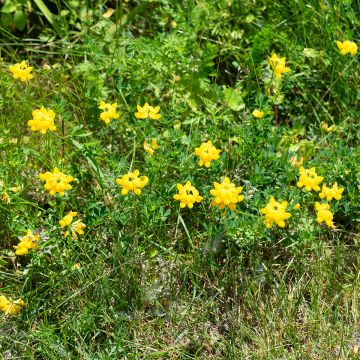 Keltamaite - Lotus corniculatus