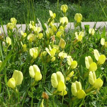 Meriparsaherne - Lotus maritimus