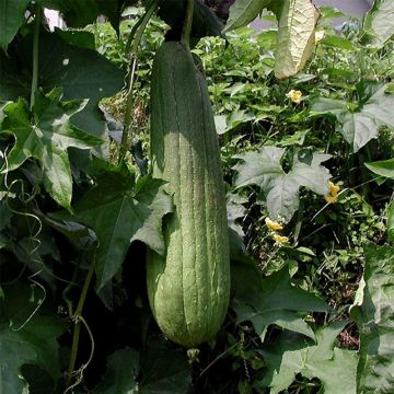 Pesusienikurkku - Luffa cylindrica
