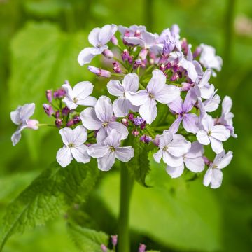 Ikikuuruoho - Lunaria rediviva