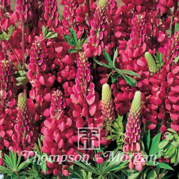 Kirjolupiini Morello Cherry (siemenet)
