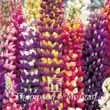 Komealupiini Tutti Frutti (siemenet)