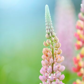 Komealupiini West Country Blossom