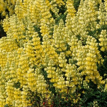 Komealupiini - Lupinus arboreus