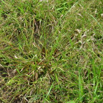 Kevätpiippo - Luzula pilosa