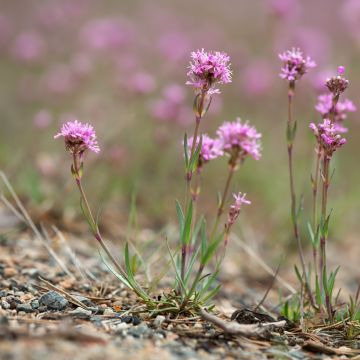 Pikkutervakko - Lychnis alpina