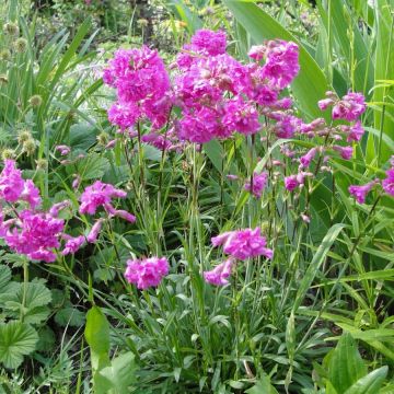 Pikkutervakko Rosea