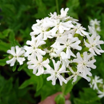 Palavarakkaus Alba