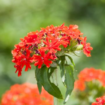 Palavarakkaus Flore Pleno