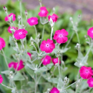 Harmaakäenkukka - Lychnis coronaria