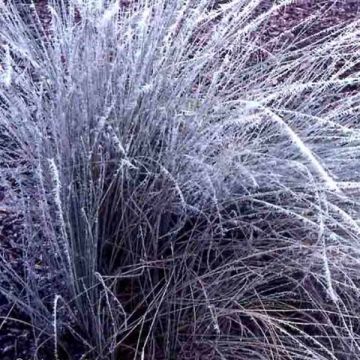 Espartoheinä - Lygeum spartum