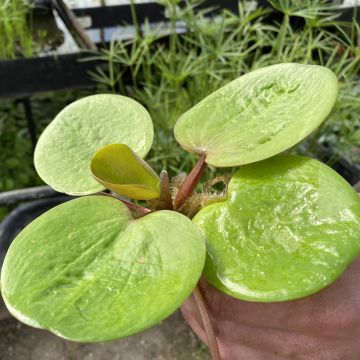 Amerikankilpukka - Limnobium laevigatum