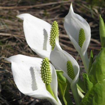 Valkomajavankaali - Lysichiton camtschatcensis