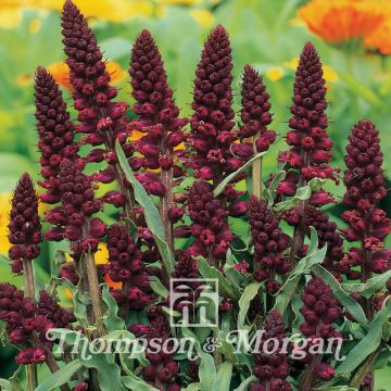 Purppura-alpi (siemenet) - Lysimachia atropurpurea