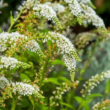 Mantsurianalpi - Lysimachia barystachys