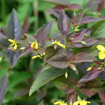 Ripsialpi Fire Cracker