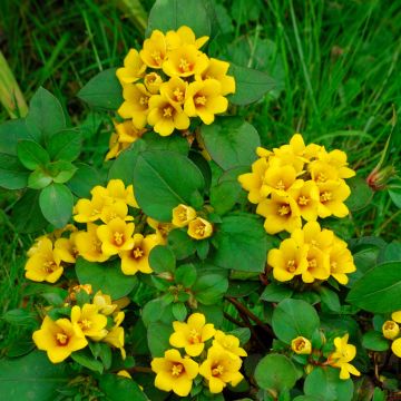 Alve - Lysimachia congestiflora