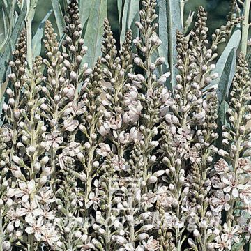 Tähkäalpi (siemenet) - Lysimachia ephemerum