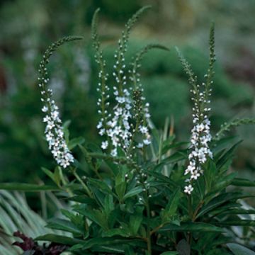 Alve - Lysimachia fortunei