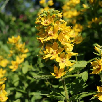 Alve - Lysimachia lichiangensis