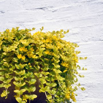 Suikeroalpi Aurea