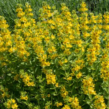 Tarha-alpi - Lysimachia punctata