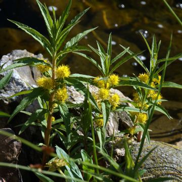 Terttualpi - Lysimachia thyrsiflora