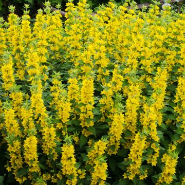 Ranta-alpi - Lysimachia vulgaris