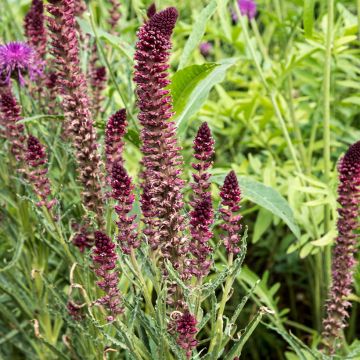 Purppura-alpi Beaujolais
