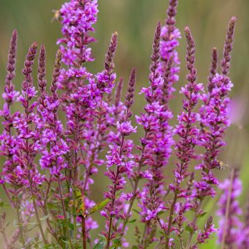 Rantakukka - Lythrum salicaria