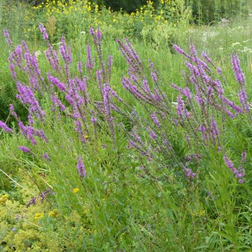 Rantakukka (siemenet) - Lythrum salicaria