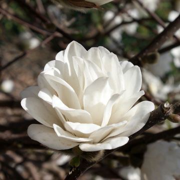 Loistomagnolia Mags Pirouette
