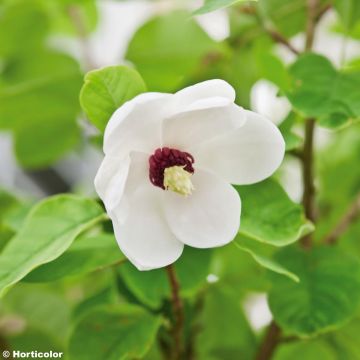 Pensasmagnolia - Magnolia sieboldii